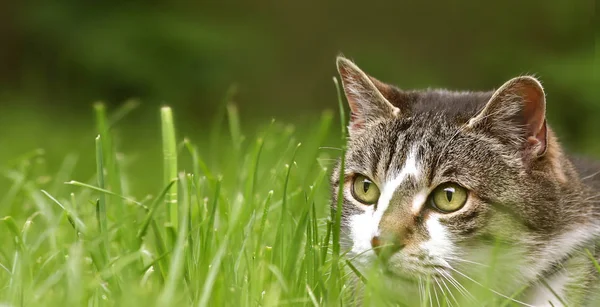 Ritratto Gatto Carino — Foto Stock