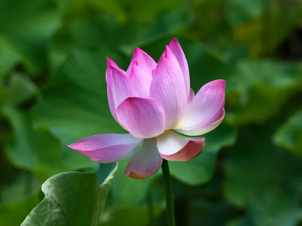 Flor Lírio Água Planta Lótus — Fotografia de Stock