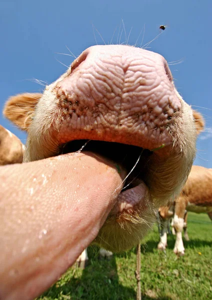 Vacas Paisagem Natural Foco Seletivo — Fotografia de Stock