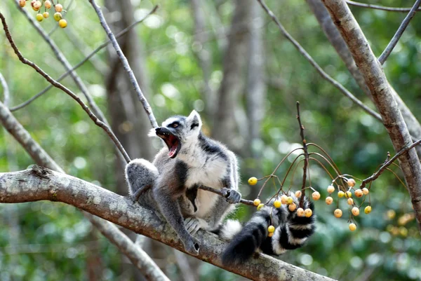 Halka Kuyruklu Lemur Hayvanı Bitki Hayvan — Stok fotoğraf