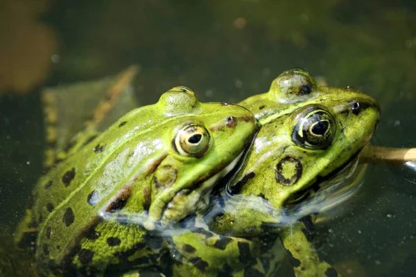 カエル両生類池動物 — ストック写真