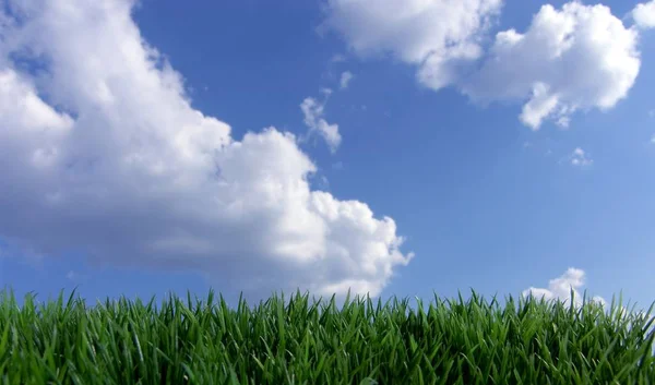 Hierba Verde Cielo Azul — Foto de Stock