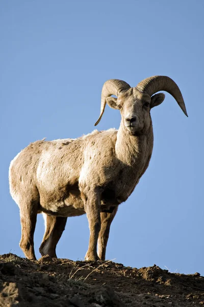 Mouflon Amérique Sommet Falaise — Photo