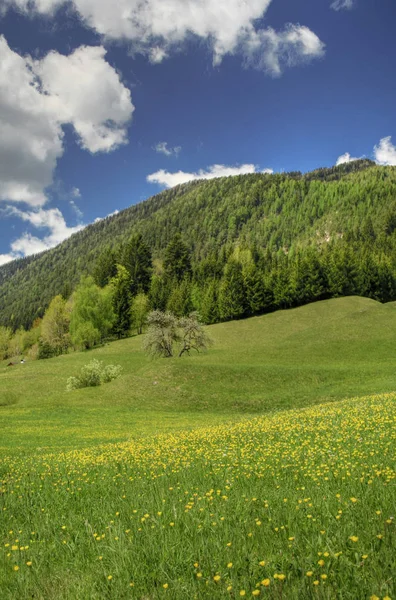 Äng Öppen Livsmiljö Eller Fält Vegeterad Gräs Örter Och Andra — Stockfoto