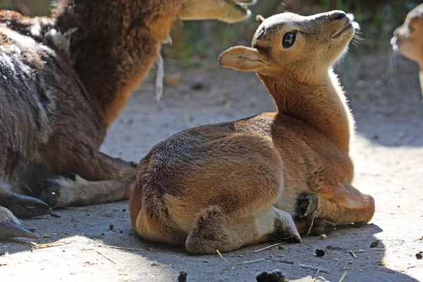 Animales Jóvenes Enfoque Selectivo — Foto de Stock