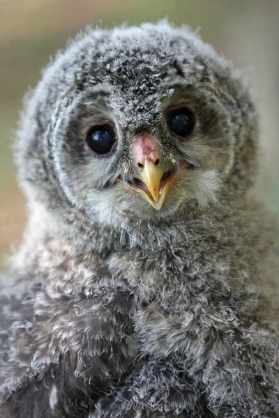 Animali Giovani Attenzione Selettiva — Foto Stock