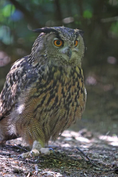 Vista Cerca Búho Águila Naturaleza Salvaje — Foto de Stock