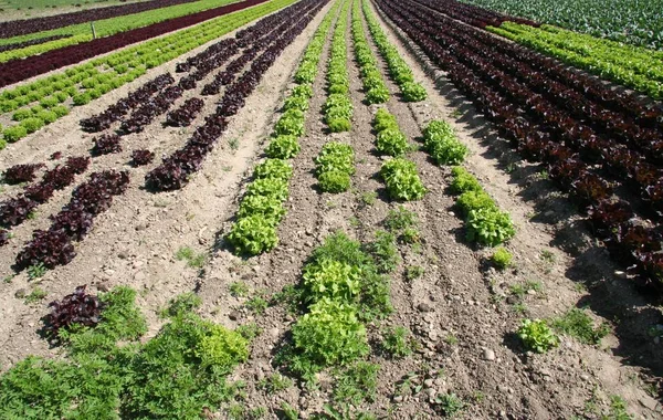 Čerstvé Listy Zeleného Salátu — Stock fotografie