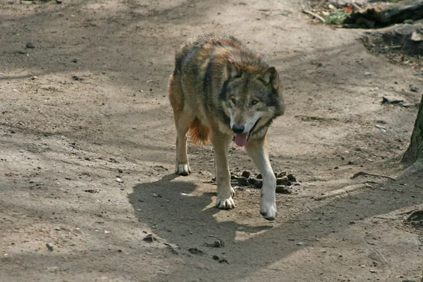 Schilderachtig Uitzicht Wilde Wolf Natuur — Stockfoto