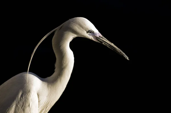 Malerischer Blick Auf Reiher Vögel Der Natur — Stockfoto