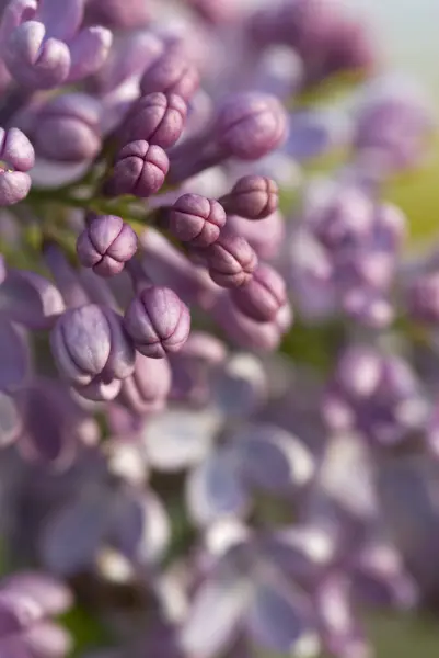 Fiore Lilla Primaverile Flora — Foto Stock