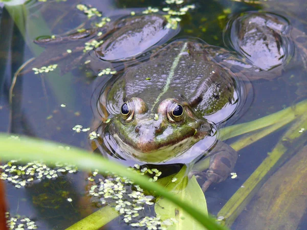 Frosch Amphibienteich — Stockfoto