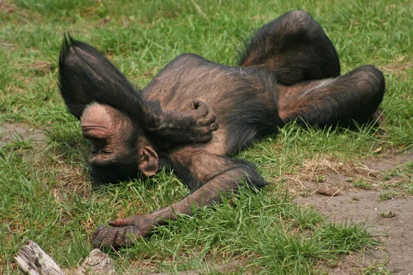 Affe Primaten Tier Tierwelt — Stockfoto