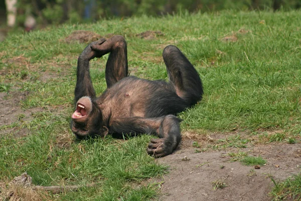 Primates Mono Animales Vida Silvestre — Foto de Stock