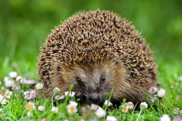 Stacheliges Igeltier Stachelige Igel — Stockfoto