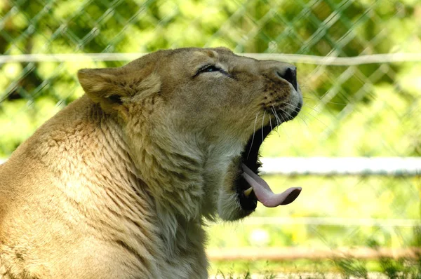 Львиное Животное Дикая Большая Кошка — стоковое фото