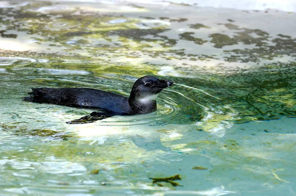 Aussichtsreicher Blick Auf Putzige Pinguinvögel Der Natur — Stockfoto