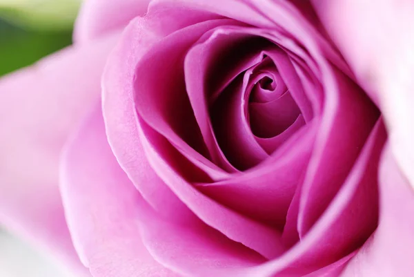 Fiori Rosa Petali Flora — Foto Stock