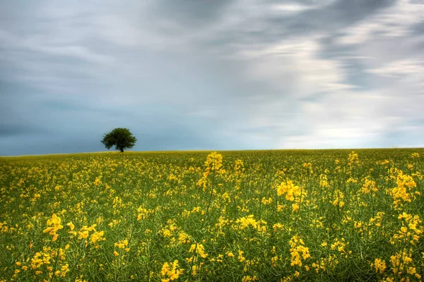 Landwirtschaft Rapsfeld Gelbe Flora — Stockfoto