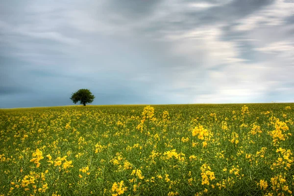 Agricoltura Campo Colza Flora Gialla — Foto Stock