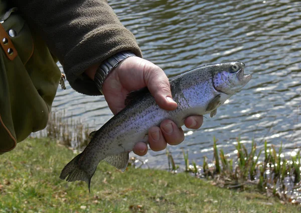 Pescatore Pesca Lago — Foto Stock