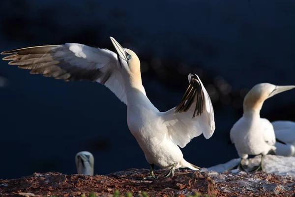 Malerischer Blick Auf Basstölpel Vögel Der Natur — Stockfoto