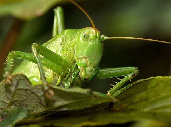 Detailní Makro Pohled Kobylku Hmyzu — Stock fotografie
