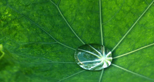 Folhagem Molhada Folhas Grama Verde Com Gotas Chuva — Fotografia de Stock