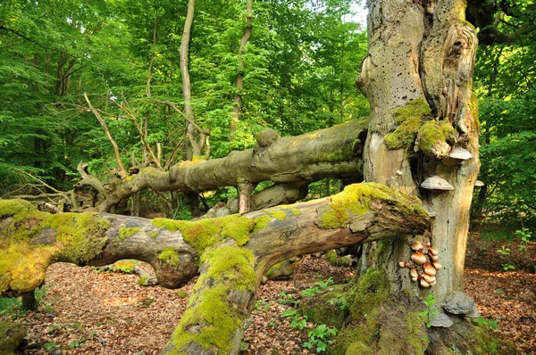 Flora Der Natur Botanische Baumstämme — Stockfoto