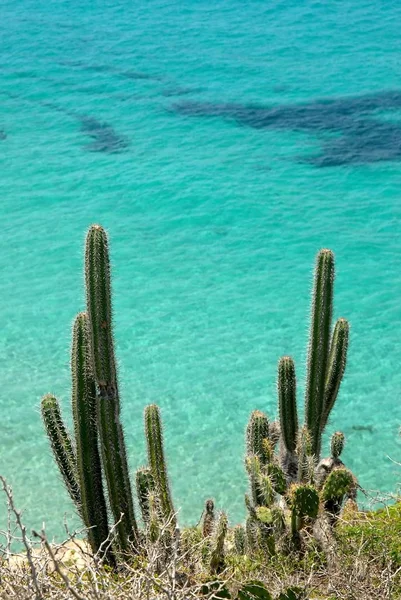 Cactos Contra Fundo Azul Oceano — Fotografia de Stock