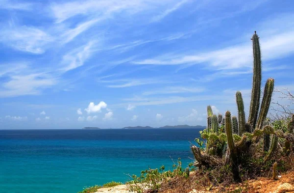 Κάκτοι Φόντο Τον Ατλαντικό Ωκεανό Και Los Frailes — Φωτογραφία Αρχείου