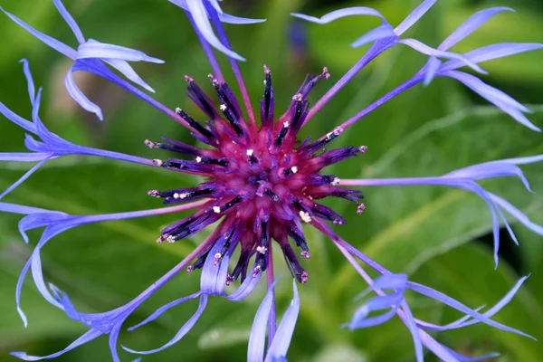 Scenic View Beautiful Blooming Cornflower — Stock Photo, Image