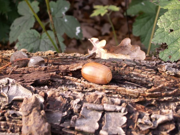 Eikel Boomstam — Stockfoto