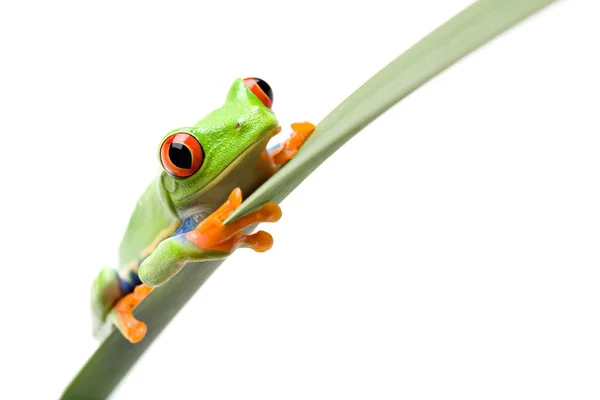 잎사귀 개구리 — 스톡 사진