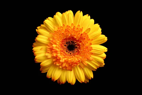 Gerbera Sommarblomma Blomblad — Stockfoto