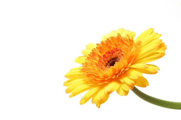 Gerbera Flor Verão Pétalas Florais — Fotografia de Stock