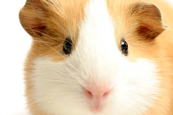 Guinea Pig Closeup White — Stockfoto