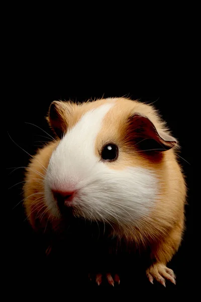 Hamster Meerschweinchen Nagetier Haustier — Stockfoto