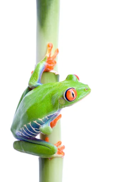 Grenouille Amphibien Étang Animal — Photo