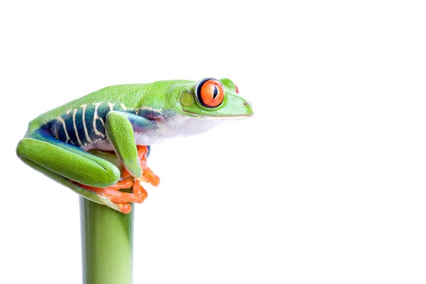 Sapo Topo Mundo — Fotografia de Stock