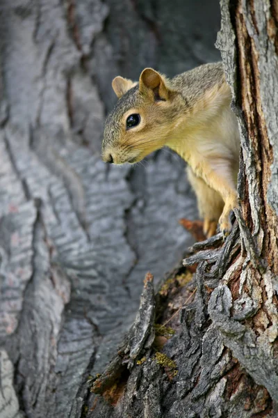 Fluffy Squirrel Rodent Creature — Stock Photo, Image