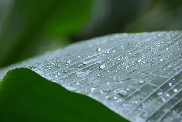 Water Drops Palm Leaf — Stock Photo, Image