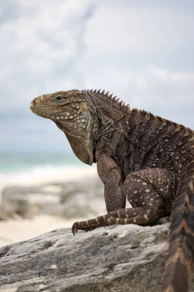 Animal Silvestre Exótico Lagarto Subrepticio — Foto de Stock