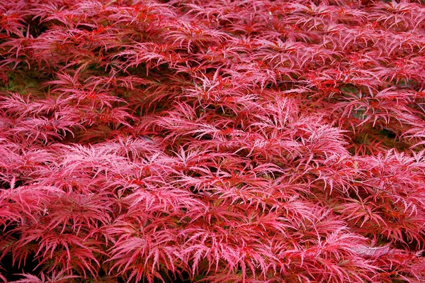Árbol Arce Japonés Con Hojas Follaje Flora — Foto de Stock
