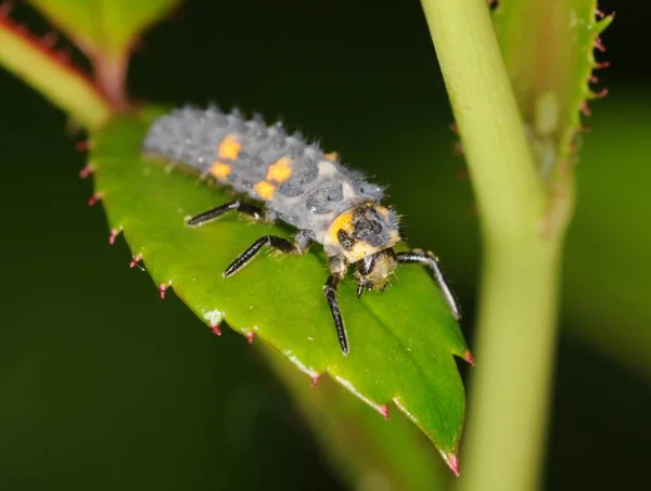 Vista Cerca Del Pequeño Insecto Mariquita — Foto de Stock