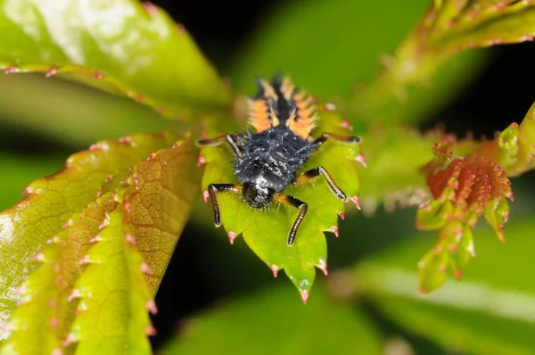 Közeli Kilátás Aranyos Katicabogár Rovar — Stock Fotó