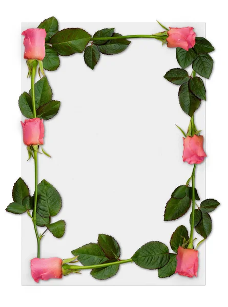 Flores Rosas Pétalos Flora —  Fotos de Stock