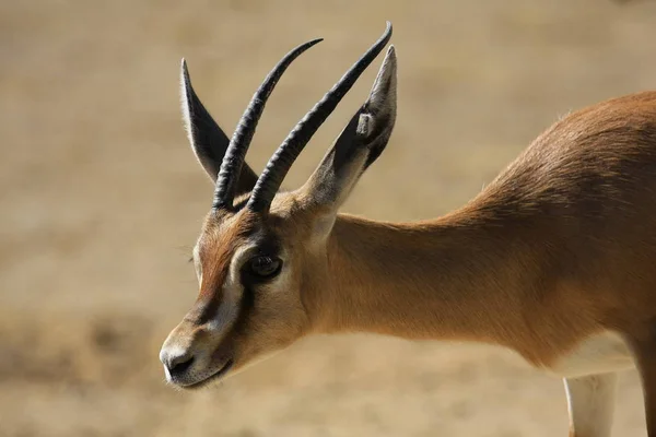 Hoofed Animal Nature Savannah Gazelle — Stock Photo, Image
