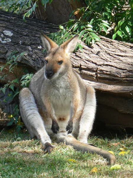 Kanguru Hayvanı Avustralya Memelisi — Stok fotoğraf