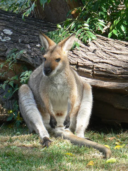 Animal Kangourou Mammifère Australien — Photo